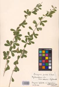 Caragana frutex (L.) K.Koch, Eastern Europe, Middle Volga region (E8) (Russia)