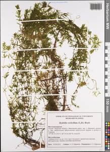 Hydrilla verticillata (L.f.) Royle, Siberia, Russian Far East (S6) (Russia)
