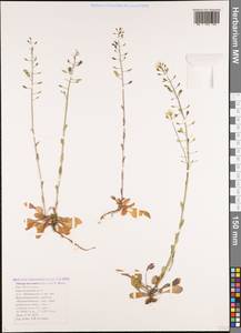 Noccaea macrantha (Lipsky) F.K. Mey., Caucasus, Black Sea Shore (from Novorossiysk to Adler) (K3) (Russia)