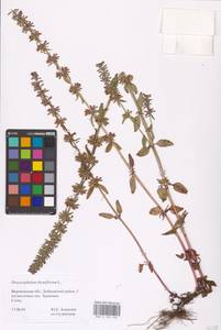 MHA 0 155 950, Dracocephalum thymiflorum L., Eastern Europe, Central forest-and-steppe region (E6) (Russia)