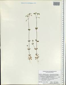 Cerastium semidecandrum L., Eastern Europe, Central forest-and-steppe region (E6) (Russia)