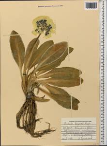 Primula crassifolia Lehm., Caucasus, North Ossetia, Ingushetia & Chechnya (K1c) (Russia)