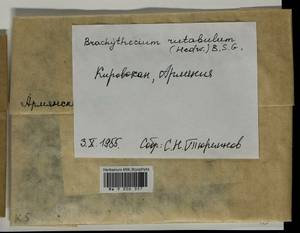 Brachythecium rutabulum (Hedw.) Schimp., Bryophytes, Bryophytes - Transcaucasia (B13) (Armenia)