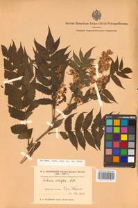 Sorbaria sorbifolia (L.) A. Braun, Siberia, Russian Far East (S6) (Russia)