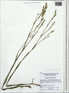 Dianthus pallens M. Bieb., Caucasus, Black Sea Shore (from Novorossiysk to Adler) (K3) (Russia)