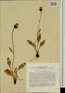 Hieracium glabriligulatum Norrl., Eastern Europe, Northern region (E1) (Russia)