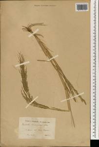 Eragrostis japonica (Thunb.) Trin., South Asia, South Asia (Asia outside ex-Soviet states and Mongolia) (ASIA) (Iran)