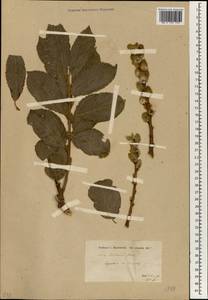 Salix aegyptiaca L., South Asia, South Asia (Asia outside ex-Soviet states and Mongolia) (ASIA) (Iran)