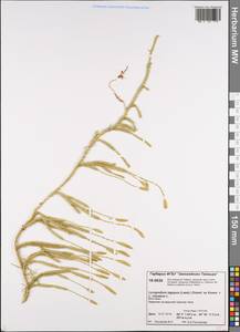 Lycopodium lagopus (Laest. ex C. Hartm.) Zinserl. ex Kuzen., Siberia, Central Siberia (S3) (Russia)