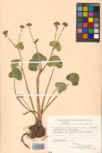 Caltha palustris var. sibirica Regel, Siberia, Chukotka & Kamchatka (S7) (Russia)