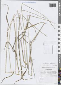 Elymus jacutensis (Drobow) Tzvelev, Siberia, Russian Far East (S6) (Russia)