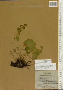 Alchemilla oxyodonta (Buser) C. G. Westerl., Eastern Europe, Northern region (E1) (Russia)