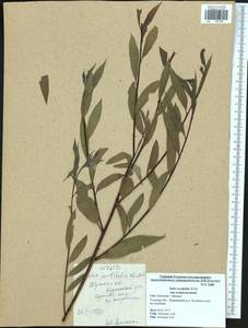 Salix acutifolia Willd., Eastern Europe, Central region (E4) (Russia)