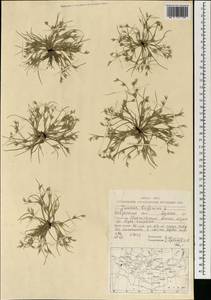 Juncus bufonius L., Mongolia (MONG) (Mongolia)
