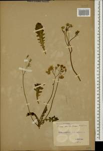 Crepis sancta subsp. sancta, Caucasus, Georgia (K4) (Georgia)