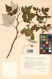 Rubus idaeus subsp. melanolasius Focke, Siberia, Russian Far East (S6) (Russia)