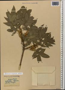 Fraxinus angustifolia subsp. oxycarpa (M.Bieb. ex Willd.) Franco & Rocha Afonso, Caucasus, Black Sea Shore (from Novorossiysk to Adler) (K3) (Russia)
