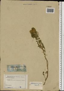 Oxytropis pilosa (L.) DC., Eastern Europe, Lower Volga region (E9) (Russia)