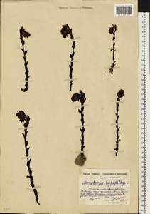 Hypopitys monotropa Crantz, Eastern Europe, Moscow region (E4a) (Russia)