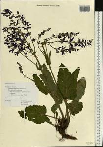 Salvia pratensis L., Eastern Europe, Central region (E4) (Russia)