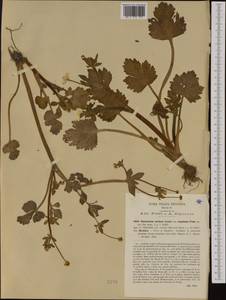 Ranunculus marginatus d'Urv., Western Europe (EUR) (Italy)