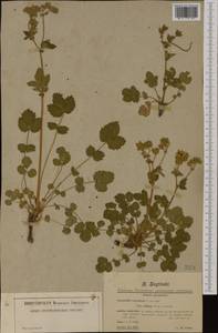 Drymocallis rupestris (L.) Soják, Western Europe (EUR) (France)