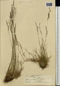 Agrostis canina L., Eastern Europe, Moscow region (E4a) (Russia)