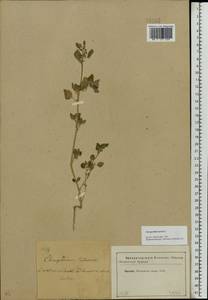Chenopodium vulvaria L., Eastern Europe, Moscow region (E4a) (Russia)