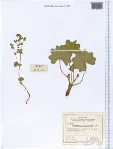 Alchemilla litwinowii Juz., Eastern Europe, Latvia (E2b) (Latvia)