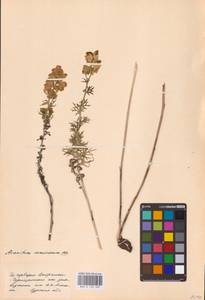 Aconitum anthora subsp. anthora, Eastern Europe, Central forest-and-steppe region (E6) (Russia)