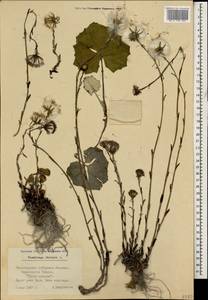 Tussilago farfara L., Caucasus, Black Sea Shore (from Novorossiysk to Adler) (K3) (Russia)