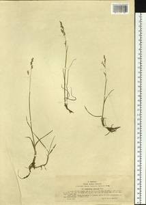Paracolpodium altaicum (Trin.) Tzvelev, Siberia, Western (Kazakhstan) Altai Mountains (S2a) (Kazakhstan)