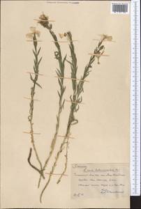 Linum heterosepalum, Middle Asia, Western Tian Shan & Karatau (M3) (Kazakhstan)
