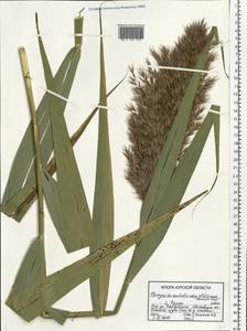 Phragmites australis subsp. isiacus (Arcang.) ined., Eastern Europe, Central forest-and-steppe region (E6) (Russia)