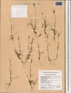 Aegilops geniculata Roth, South Asia, South Asia (Asia outside ex-Soviet states and Mongolia) (ASIA) (Cyprus)