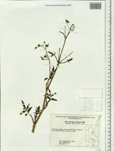 Pastinaca sativa var. sylvestris (Mill.) Mérat, Siberia, Russian Far East (S6) (Russia)