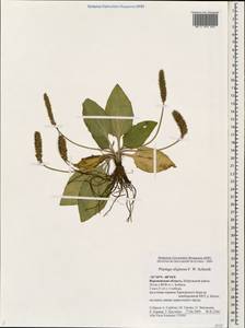 Plantago uliginosa F. W. Schmidt, Eastern Europe, Central forest-and-steppe region (E6) (Russia)