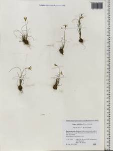 Gagea bulbifera (Pall.) Salisb., Eastern Europe, Central forest-and-steppe region (E6) (Russia)