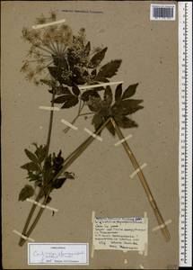 Selinum physospermifolium (Albov) Hand, Caucasus, Krasnodar Krai & Adygea (K1a) (Russia)