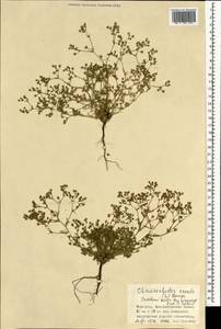 Chamaerhodos erecta (L.) Bunge, Mongolia (MONG) (Mongolia)