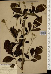 Klasea quinquefolia (Willd.) Greuter & Wagenitz, Caucasus, Black Sea Shore (from Novorossiysk to Adler) (K3) (Russia)