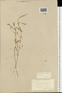 Ranunculus kauffmanii P. Clerc, Eastern Europe, Central forest region (E5) (Russia)