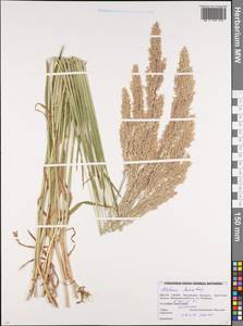 Holcus lanatus L., Eastern Europe, Belarus (E3a) (Belarus)