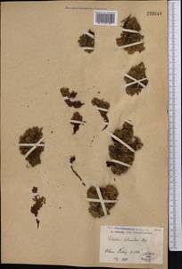 Potentilla tetrandra (Bunge) Bunge ex Hook. fil., Middle Asia, Pamir & Pamiro-Alai (M2)