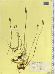 Phleum alpinum L., Eastern Europe, West Ukrainian region (E13) (Ukraine)