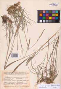Koeleria pyramidata subsp. pyramidata, Eastern Europe, Central region (E4) (Russia)