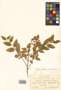 Spiraea flexuosa Fisch. ex Cambess., Siberia, Russian Far East (S6) (Russia)