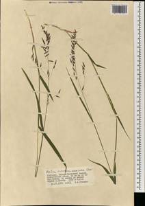 Melica turczaninowiana Ohwi, Mongolia (MONG) (Mongolia)