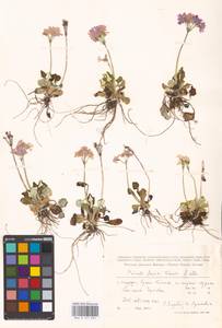 Primula modesta var. fauriei (Franch.) Takeda, Siberia, Russian Far East (S6) (Russia)