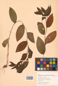 Disporum viridescens (Maxim.) Nakai, Siberia, Russian Far East (S6) (Russia)